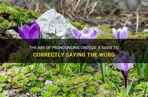 crocuses pronunciation|how to say crocus.